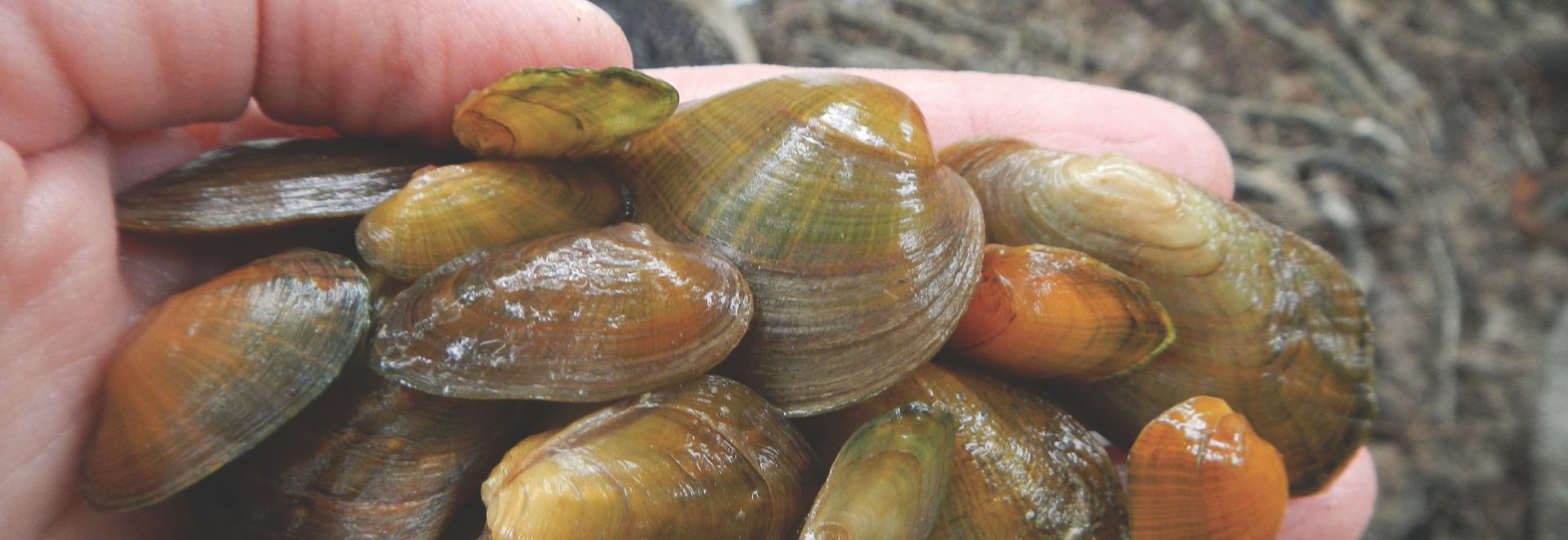 A handful of different freshwater mussel species found in the Sydenham watershed