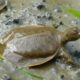 Supporting the Sydenham’s Turtles at Risk