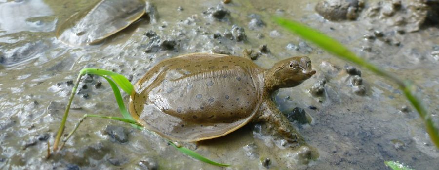 Supporting the Sydenham’s Turtles at Risk
