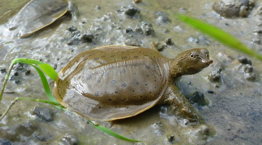 Supporting the Sydenham’s Turtles at Risk