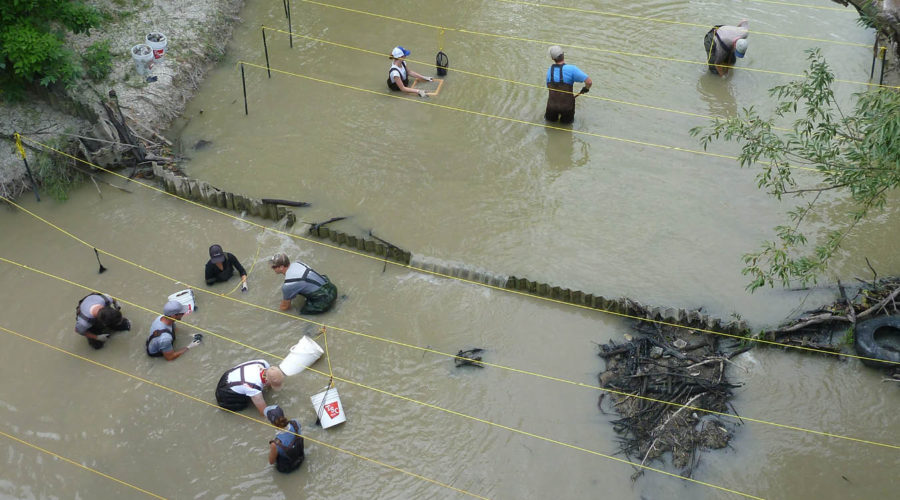 Picture of biologists racconning in the mussel exclusion area upstream and downstream from the steel barrier