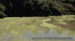 Photo of a green algal bloom on the East Sydenham River