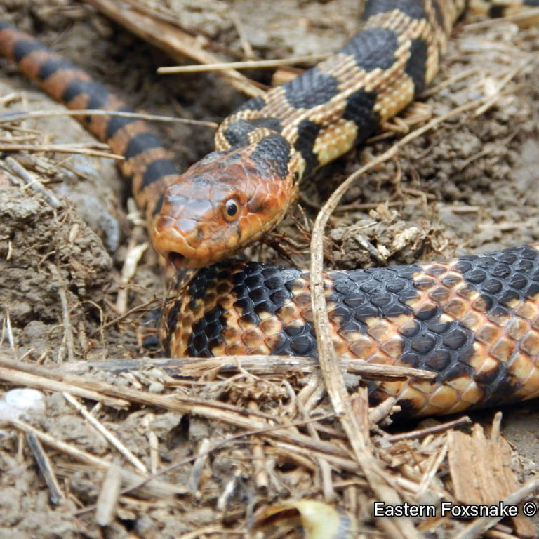Picture of an adult Eastern Foxsnake, a large, tan snake with brown blotches and a reddish-brown head.