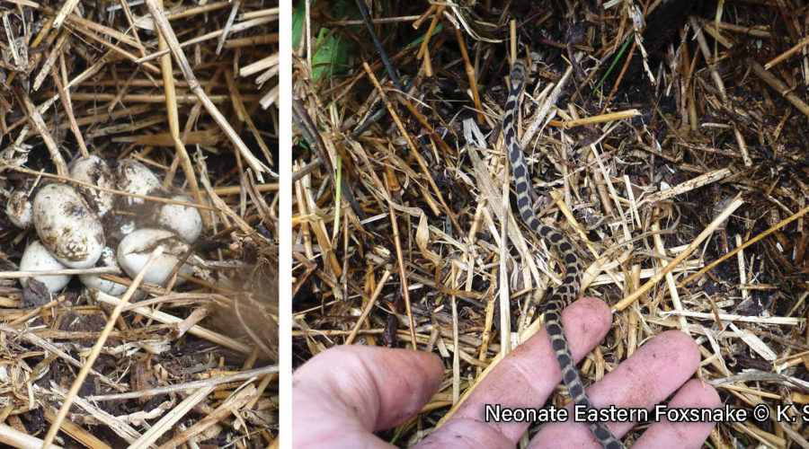 Left image is a picture of a clutch of empty eggs in the straw of a snake nesting box, right image is a picture of a neonate eastern foxsnake being released by a hand into the straw of a snake nesting box