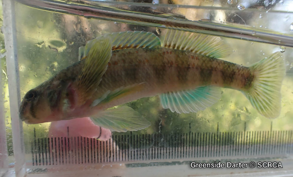 greenside-darter-3 Picture of a Greenside Darter, a small fish, in a viewing box showing its bright green fins and bright green bars on the side of its body