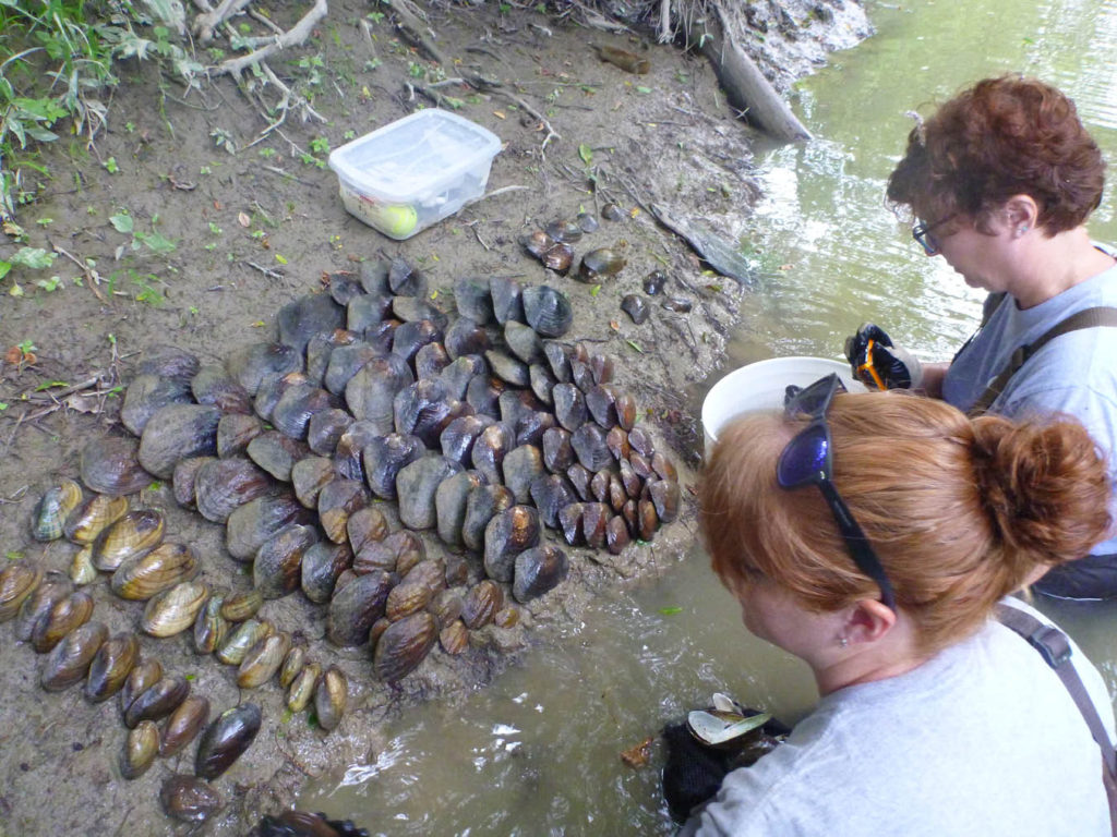 Picture of two biologists kneeling on the shore identifying and documenting a number of freshwater mussels that were collected from the river.