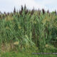 Lambton County Phragmites Removal Project