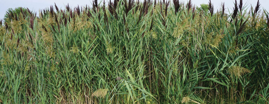 Picture of a dense stand of invasive Phragmites, a tall reed grass with large feather-like seed heads