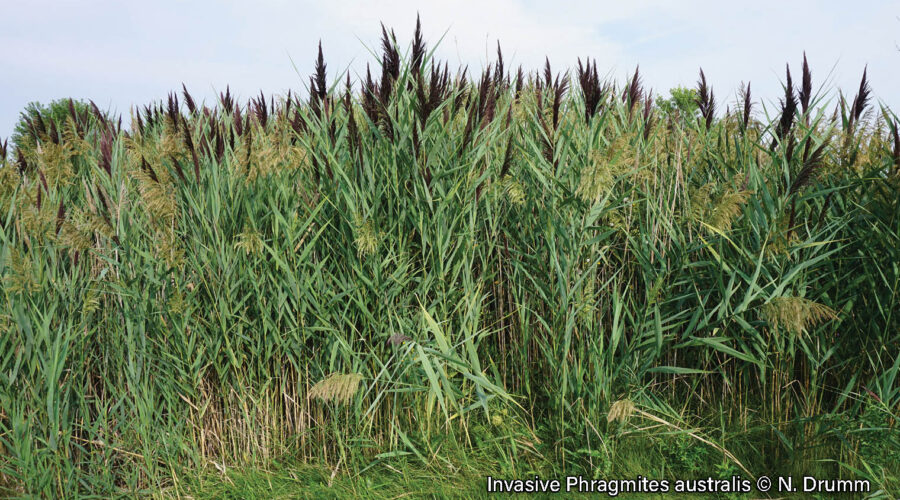 Picture of a dense stand of invasive Phragmites, a tall reed grass with large feather-like seed heads
