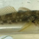 The Spread of the Round Goby