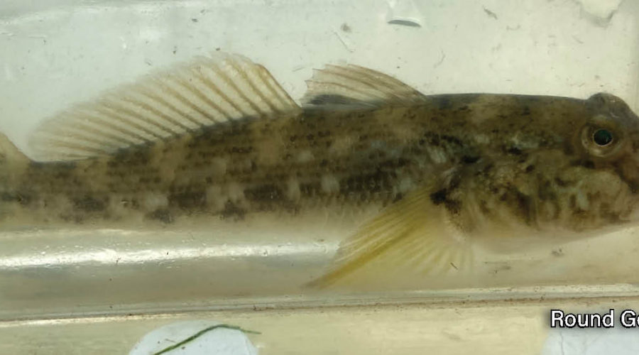 Picture of a small live fish in a viewing box, it is a Round Goby with the black spot on its dorsal fin visible