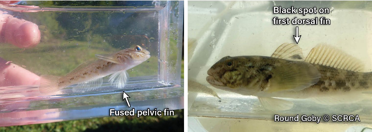 The Spread of the Round Goby – Sydenham River Watershed