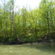 Protecting Natural Areas in the Sydenham