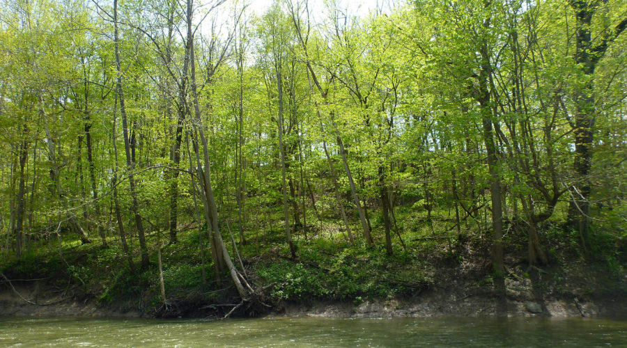 Picture of Carolinian forest along the Sydenham River