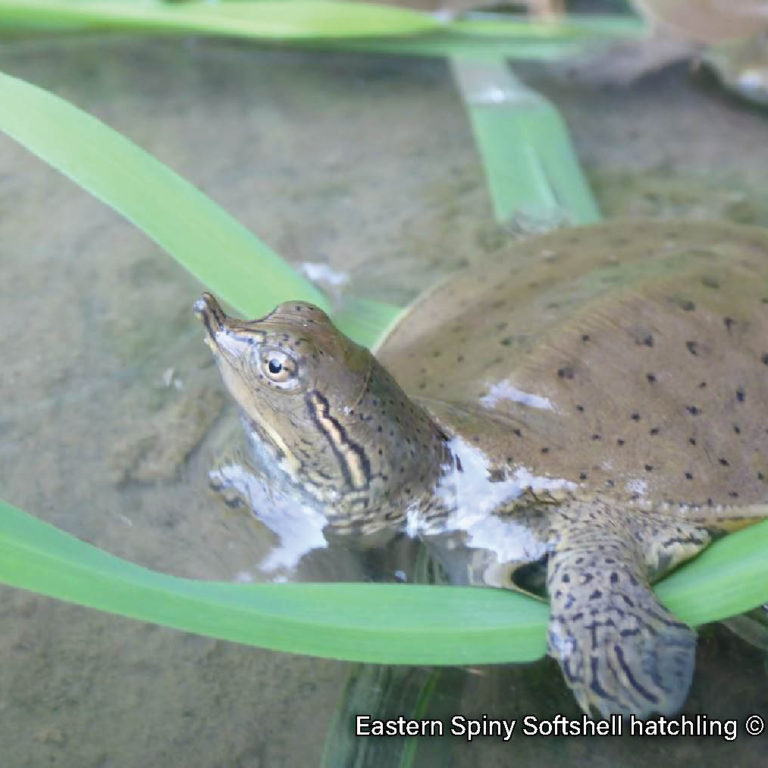 Picture of a Eastern Spiny Softshell hatchling among grasses at the waters edge, a brown turtle with a spotted, leathery shell and pointy upturned snout.
