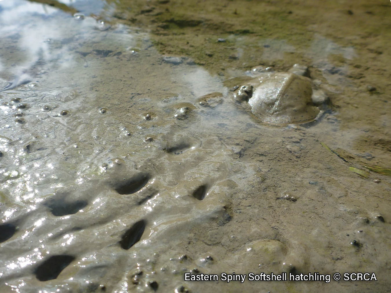 Picture of a Eastern Spiny Softshell hatchling at the waters edge entering the river with a trail of footprints behind it. It is a brown turtle with a spotted, leathery shell and pointy upturned snout.