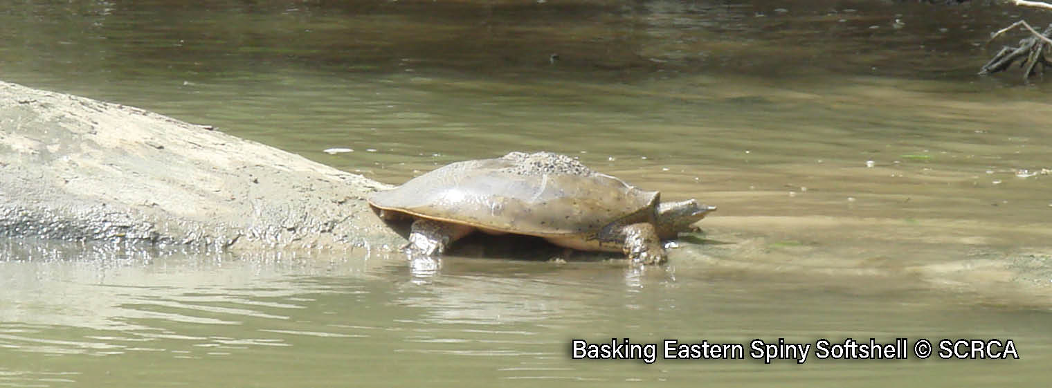 Picture of an adult Eastern Spiny Softshell turtle basking on a log in the Sydenham River, a large brown turtle with a spotted, leathery shell and pointy upturned snout.