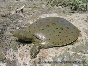 Picture of an adult male Eastern Spiny Softshell turtle basking on a riverbank, a large brown turtle with a spotted, leathery shell and pointy upturned snout.