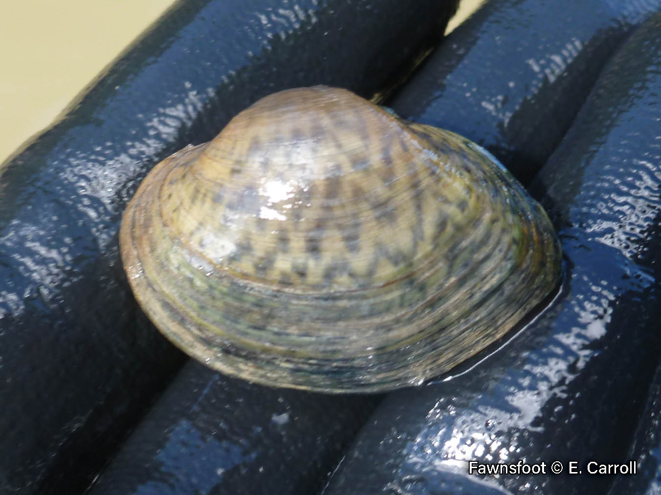 Picture of a Fawnsfoot mussel in a gloved hand, a small, light brown mussel with chevron markings