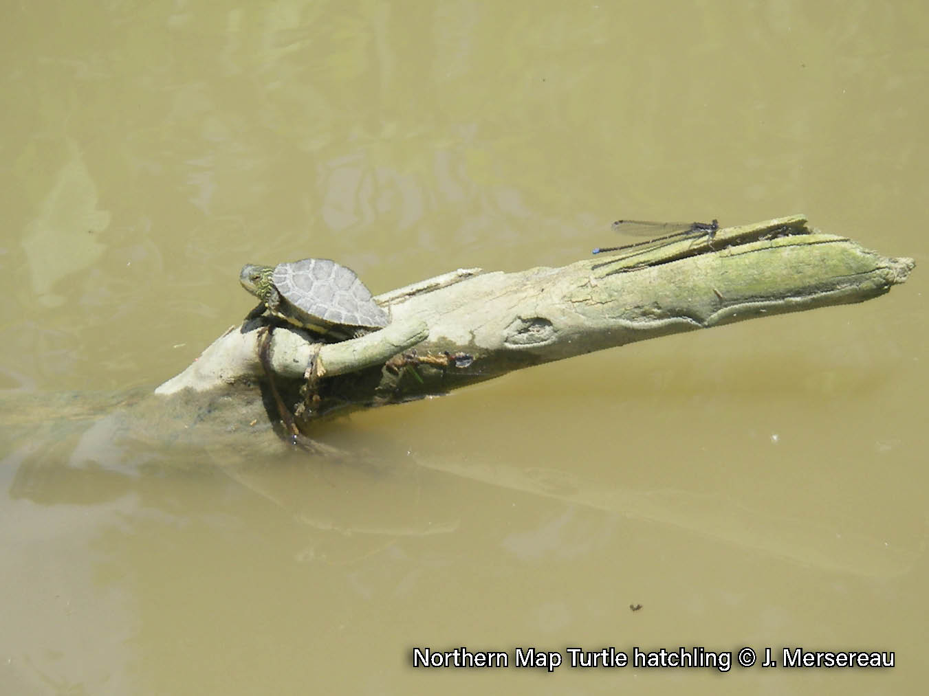 Picture of a Northern Map Turtle hatchling basking on a small log in a river with a damselfly. The turtle has a brown shell with a yellow contour line pattern, a ridge down the midline of its shell, and the back edge is serrated. It has yellow lines on its neck and a yellow spot behind its eye.
