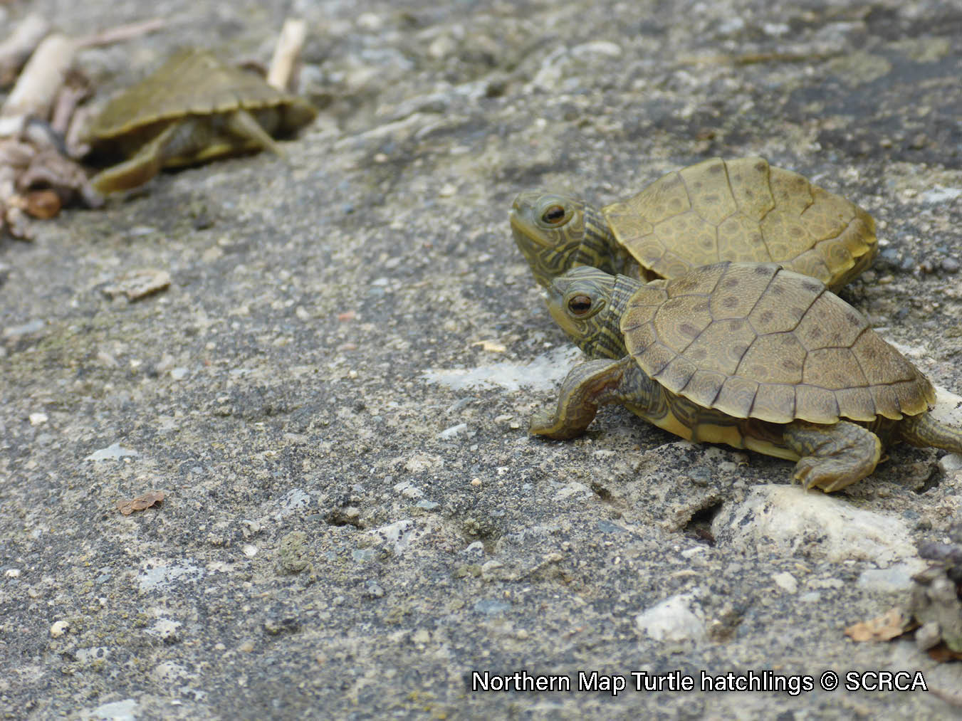 Picture of three Northern Map Turtle hatchlings on a riverbank. The turtle has a brown shell with a yellow contour line pattern, a ridge down the midline of its shell, and the back edge is serrated. It has yellow lines on its neck and a yellow spot behind its eye.