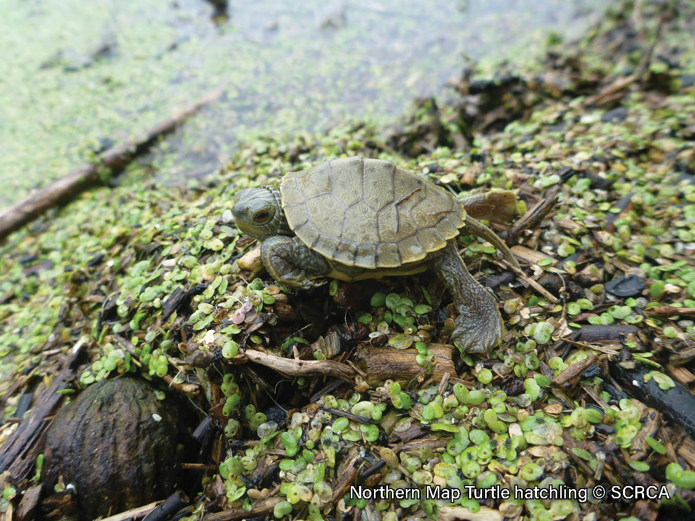 Picture of a Northern Map Turtle hatchling on a riverbank. The turtle has a brown shell with a yellow contour line pattern, a ridge down the midline of its shell, and the back edge is serrated. It has yellow lines on its neck and a yellow spot behind its eye.
