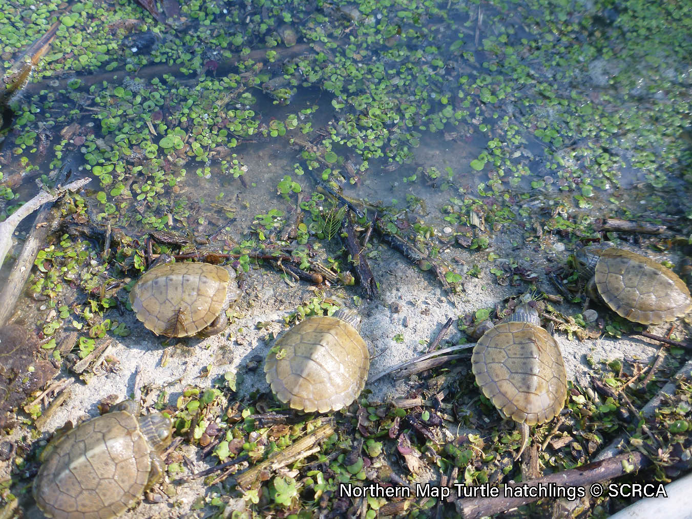 Picture of five Northern Map Turtle hatchlings on a riverbank entering the water. The turtle has a brown shell with a yellow contour line pattern, a ridge down the midline of its shell, and the back edge is serrated. It has yellow lines on its neck and a yellow spot behind its eye.