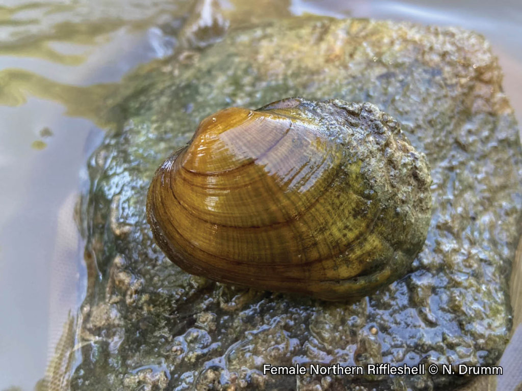 What are Species at Risk? – Sydenham River Watershed