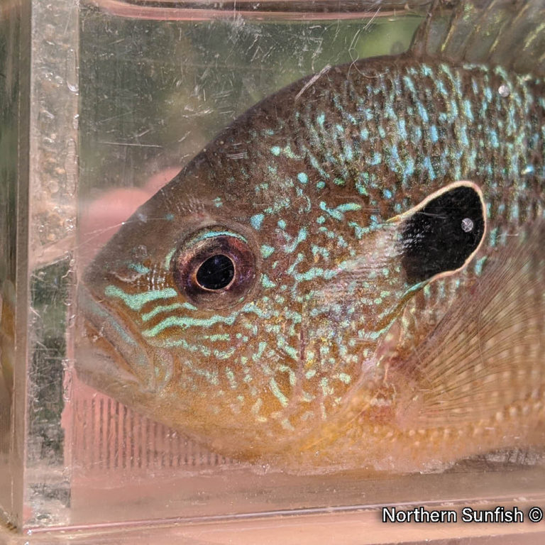 Picture of a northern sunfish in a clear viewing box, a medium-sized, deep-bodied fish that is colourful and has a dark gill flap