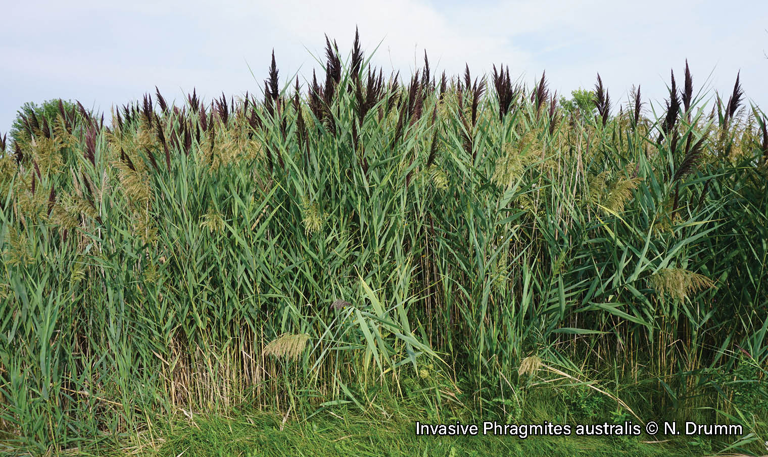 Picture of a dense stand of the Invasive Phragmites australis, a tall reed grass with large, feather-like seed heads.