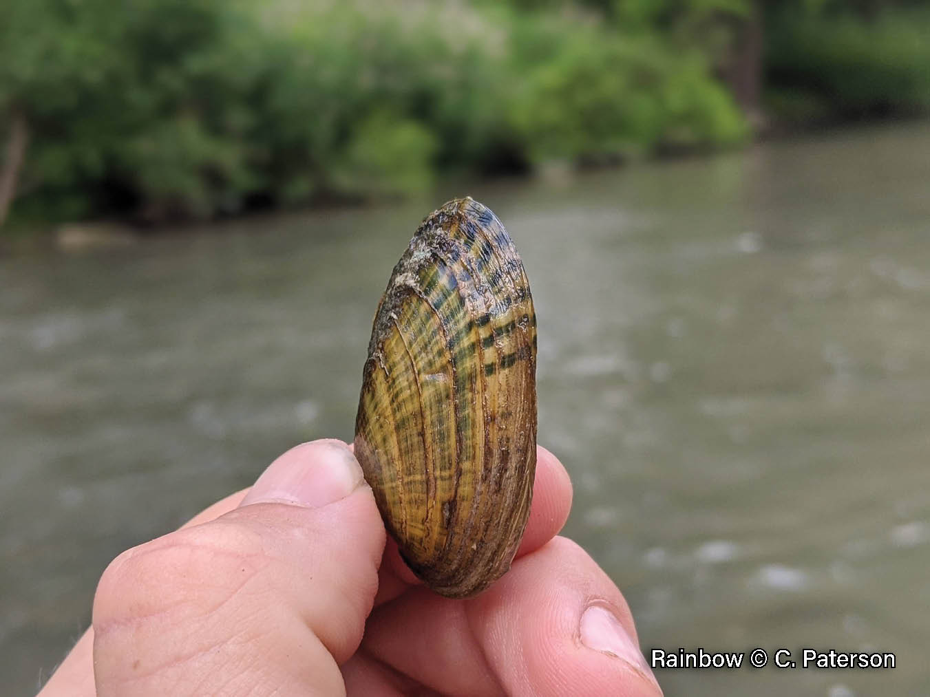 Picture of a Rainbow mussel being held in a hand, a small, elongate, elliptical mussel with a yellowish shell that has green rays.
