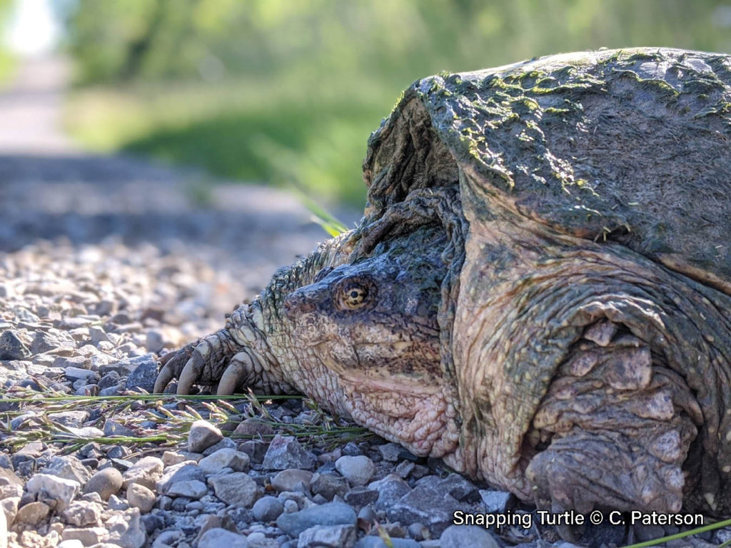 Snapping Turtle – Sydenham River Watershed Snapping Turtle – Sydenham River Watershed