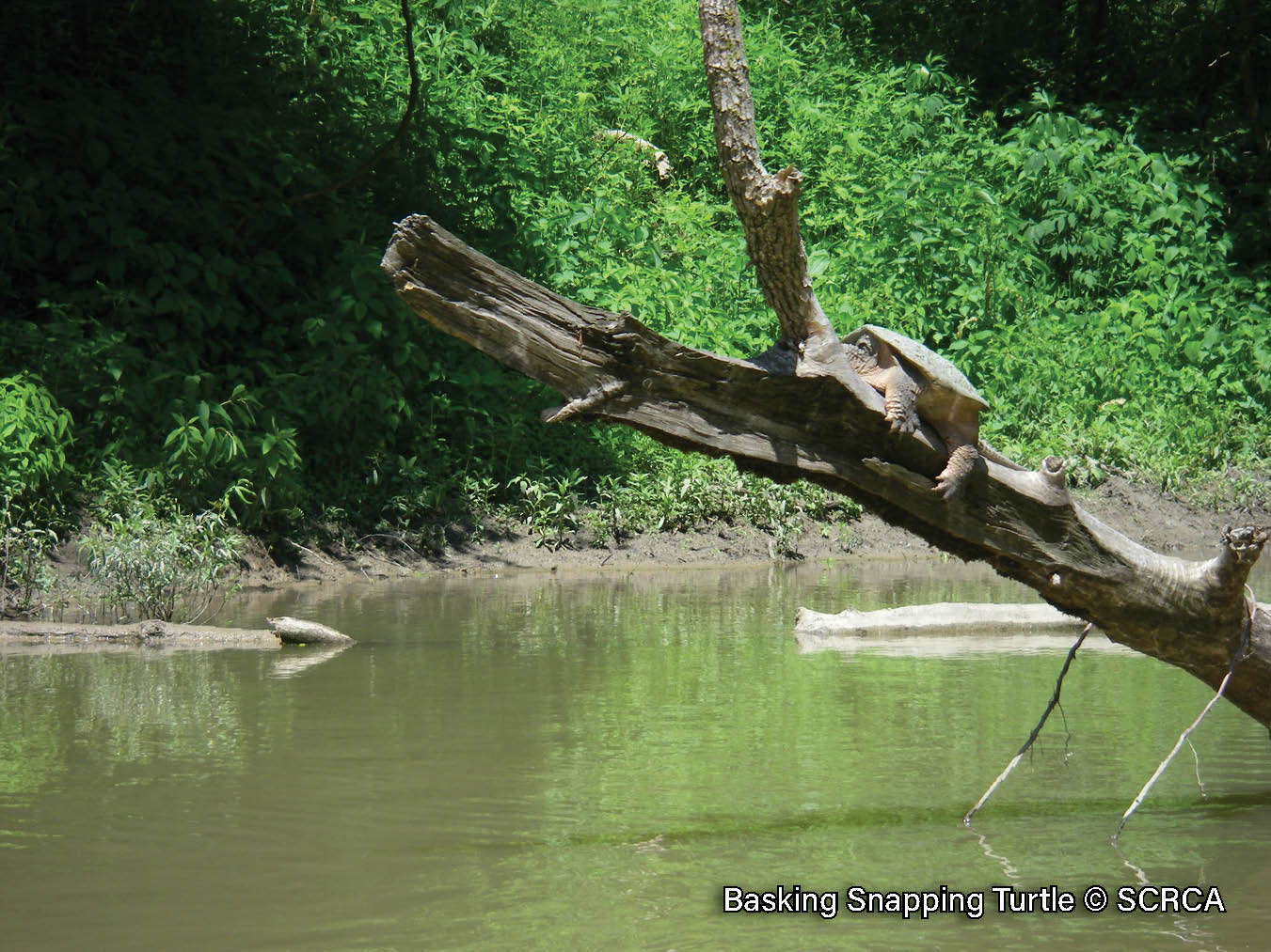 Picture of a large adult Snapping Turtle basking high up on a large log projecting out of the water. A turtle that has a broad, brown shell with three ridges, a serrated rear edge, and a large fleshy head and legs that cannot be fully retracted into its shell. It has a long tail with triangular projections down it.