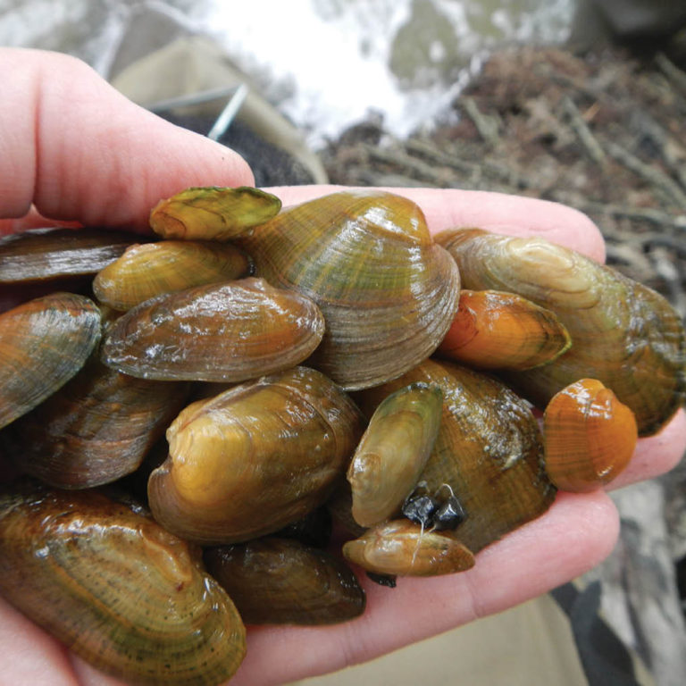 Picture of a hand holding a variety of mussels from the Sydenham River