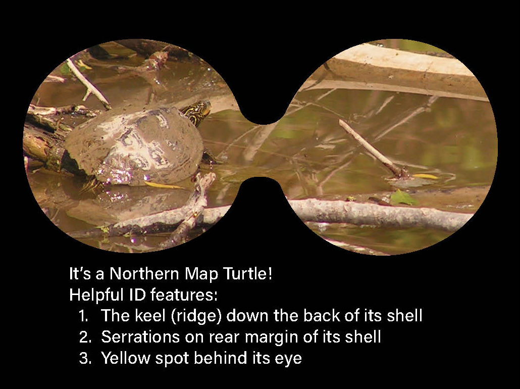 Picture of the turtle zoomed in as if looking through binoculars. Photo caption reads: "It’s a Northern Map Turtle! Helpful ID features: 1.The keel (ridge) down the back of its shell; 2. Serrations on rear margin of its shell; and 3. Yellow spot behind its eye"