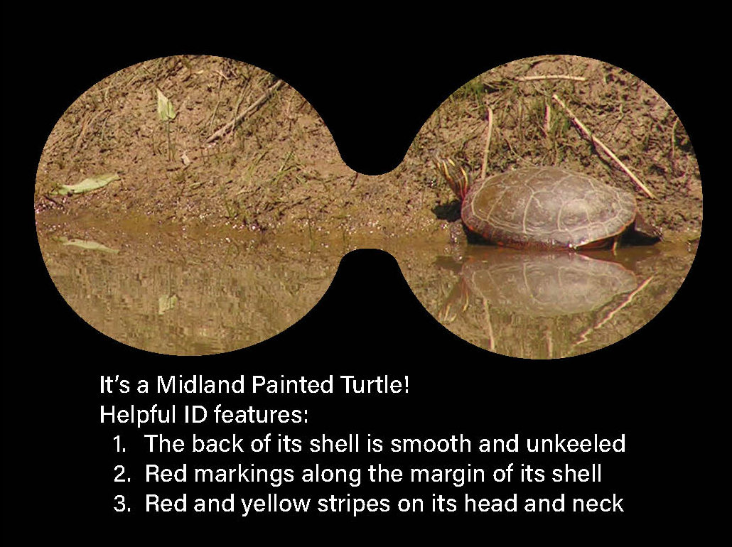 Picture of the turtle zoomed in as if looking through binoculars. Photo caption reads: "It’s a Midland Painted Turtle! Helpful ID features: 1. The back of its shell is smooth and unkeeled; 2. Red markings along the margin of its shell; 3. Red and yellow stripes on its head and neck.”