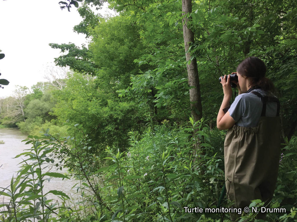Picture of a biologist standing on a forested riverbank looking through binoculars monitoring for turtles.