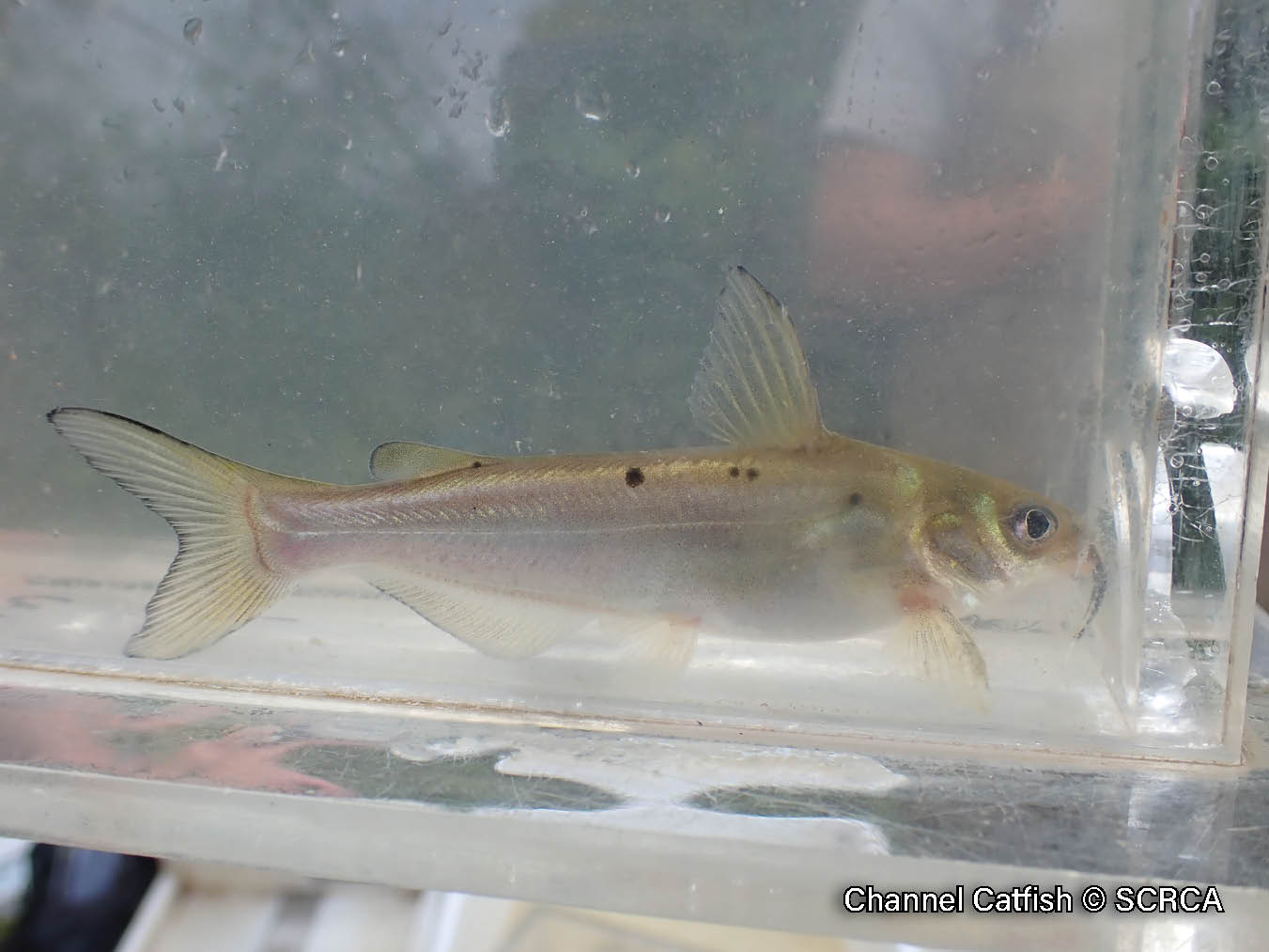 Picture of a young channel catfish in a viewing box, a silvery catfish with some black spots.