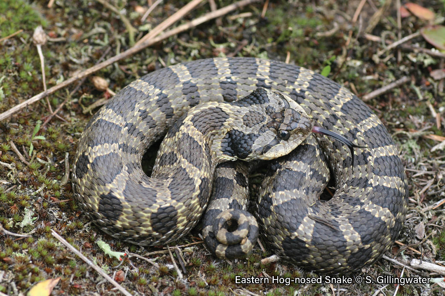 Picture of an Eastern Hog-nosed snake, a thick-bodied yellowish-brown snake with dark brown blotches and an upturned snout. Snake is coiled and has its neck flared in a defensive display.