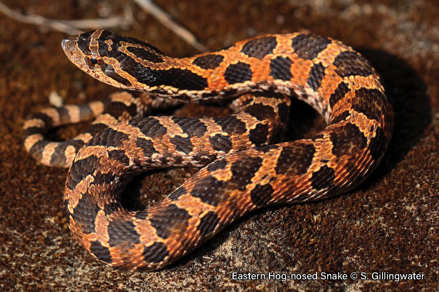 Picture of an Eastern Hog-nosed snake, a thick-bodied orangish-brown snake with dark brown blotches and an upturned snout.