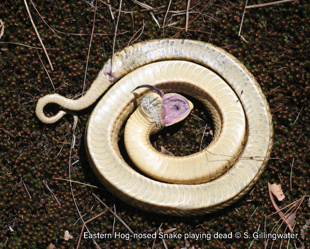 Photograph, Eastern Hognose Snake playing dead