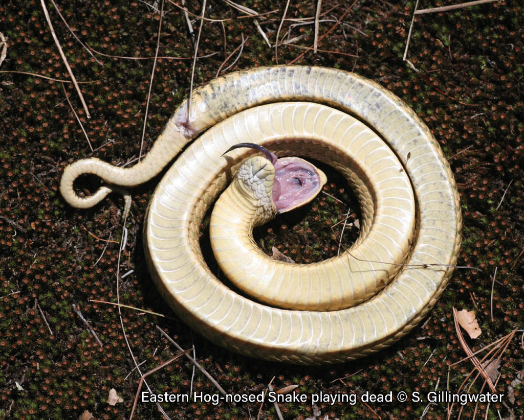 Photograph, Eastern Hognose Snake Playing Dead