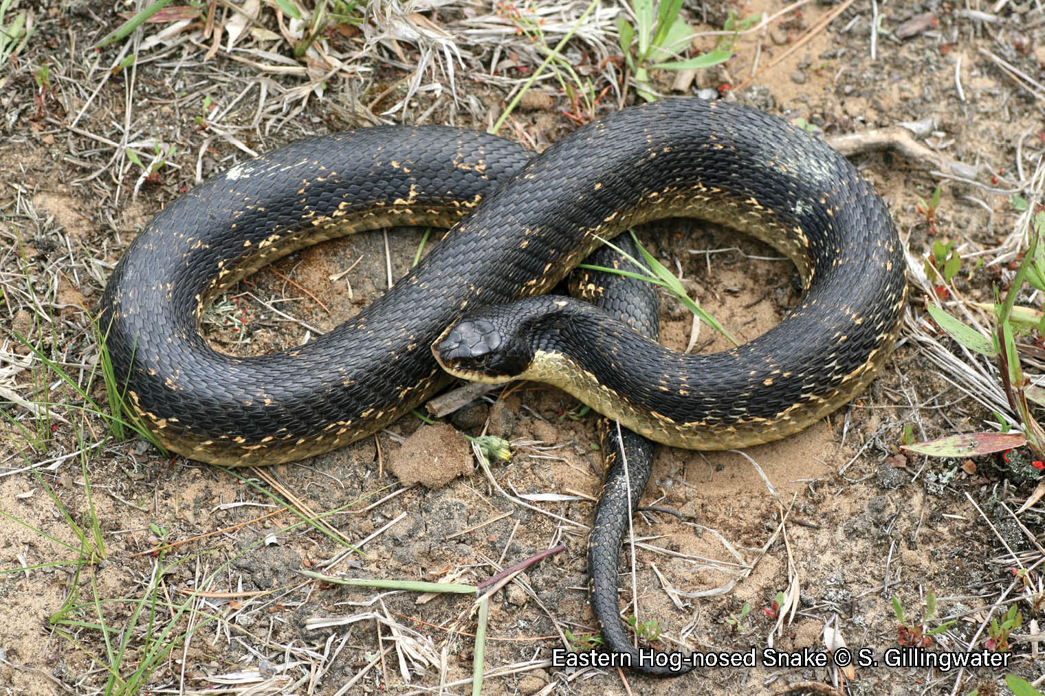 Picture of an Eastern Hog-nosed snake, a thick-bodied black snake and an upturned snout.