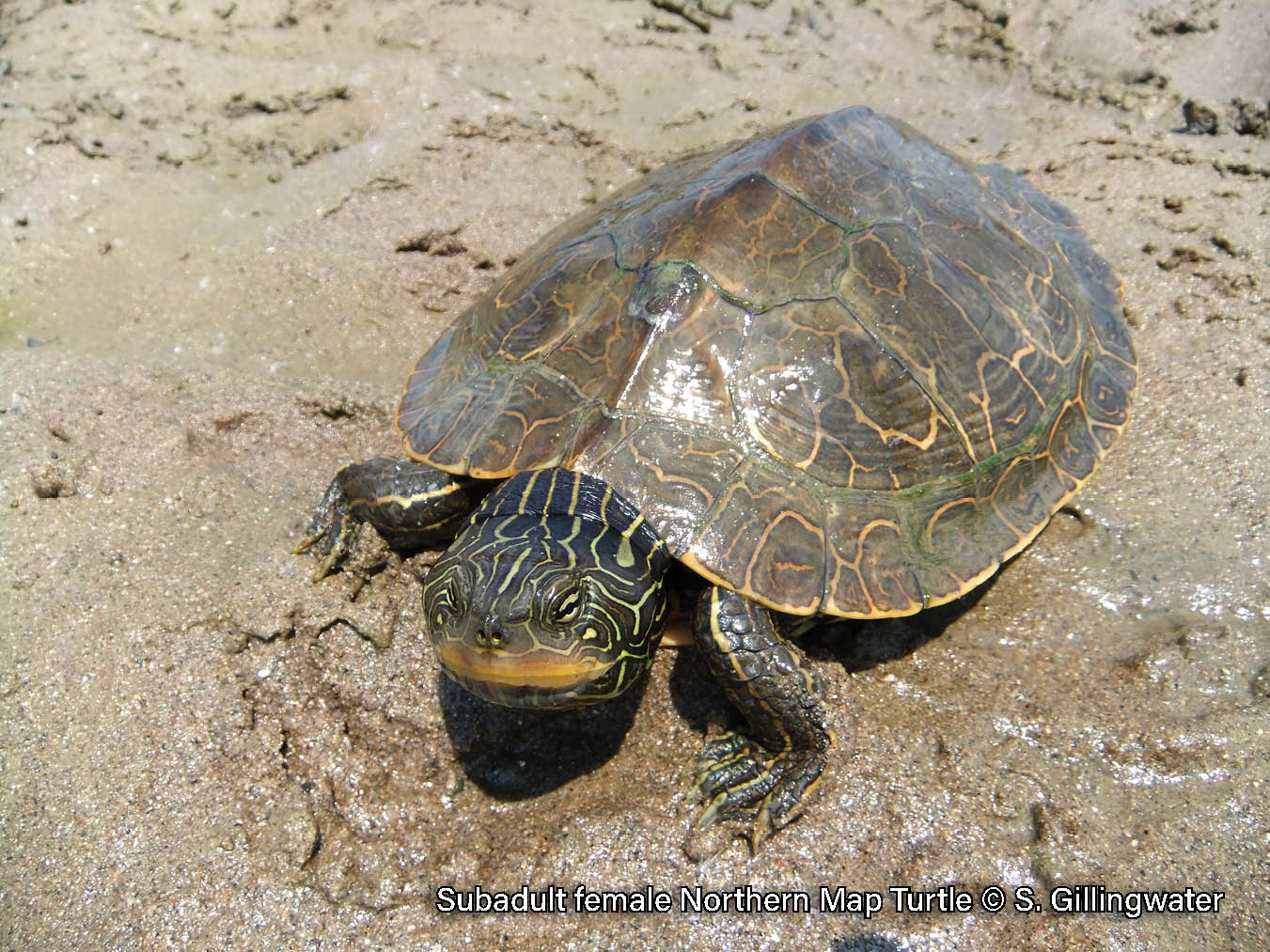 Picture of a subadult female Northern Map Turtle. The turtle has a brown shell with a yellow contour line pattern, a ridge down the midline of its shell, and the back edge is serrated. It has yellow lines on its neck and a yellow spot behind its eye.