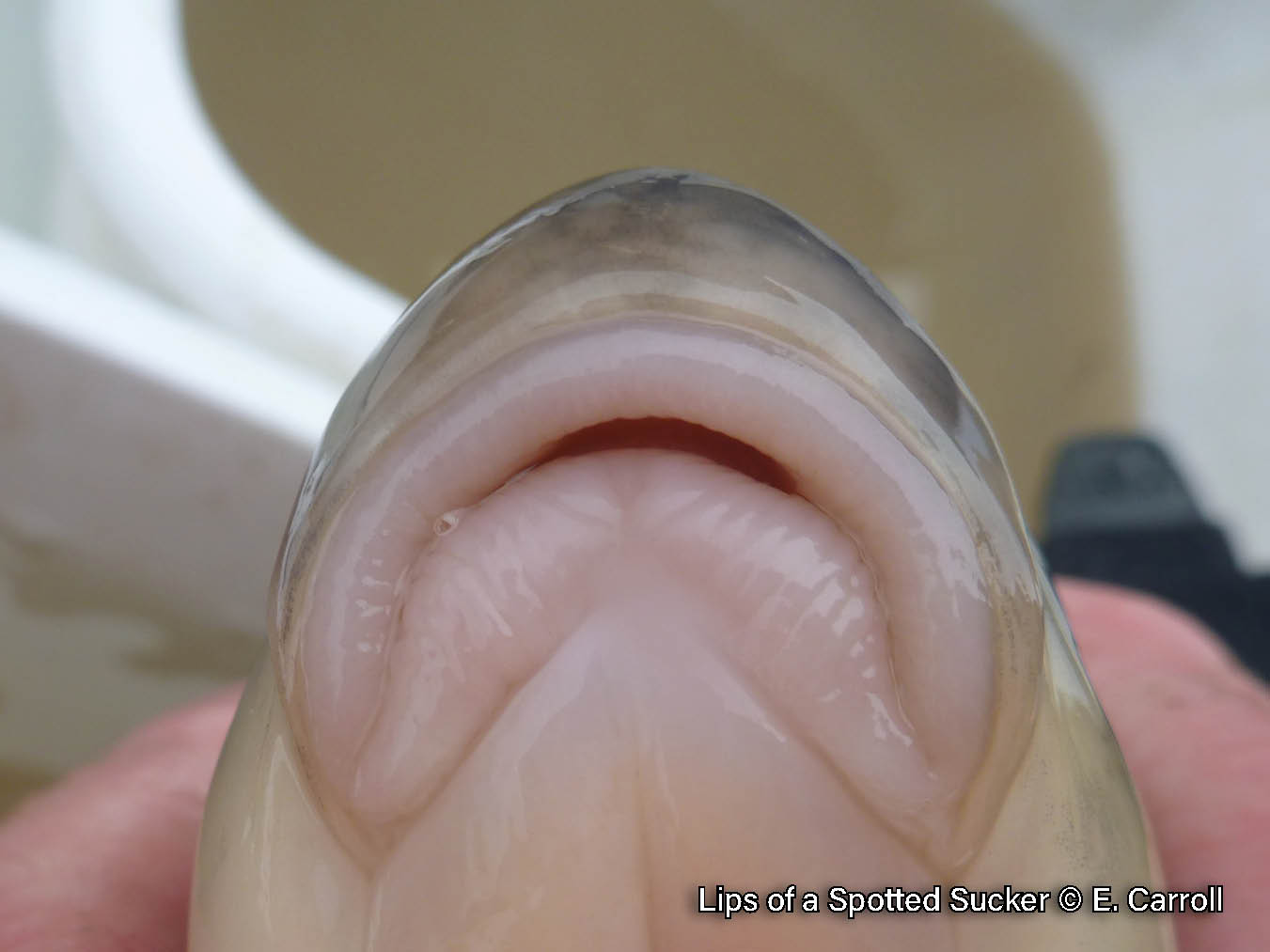 Close-up picture of a Spotted Sucker's thick, fleshy lips, which are located on the underside of their head