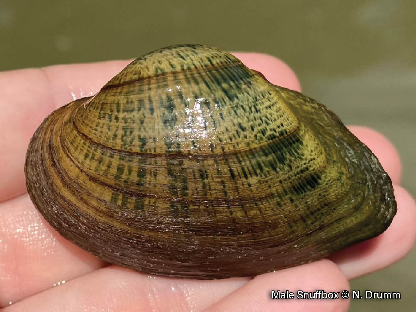 Picture of a Snuffbox mussel, a small, triangular mussel with an inflated shell that has a posterior ridge and is yellowish-brown with green rays that look like dripping paint.