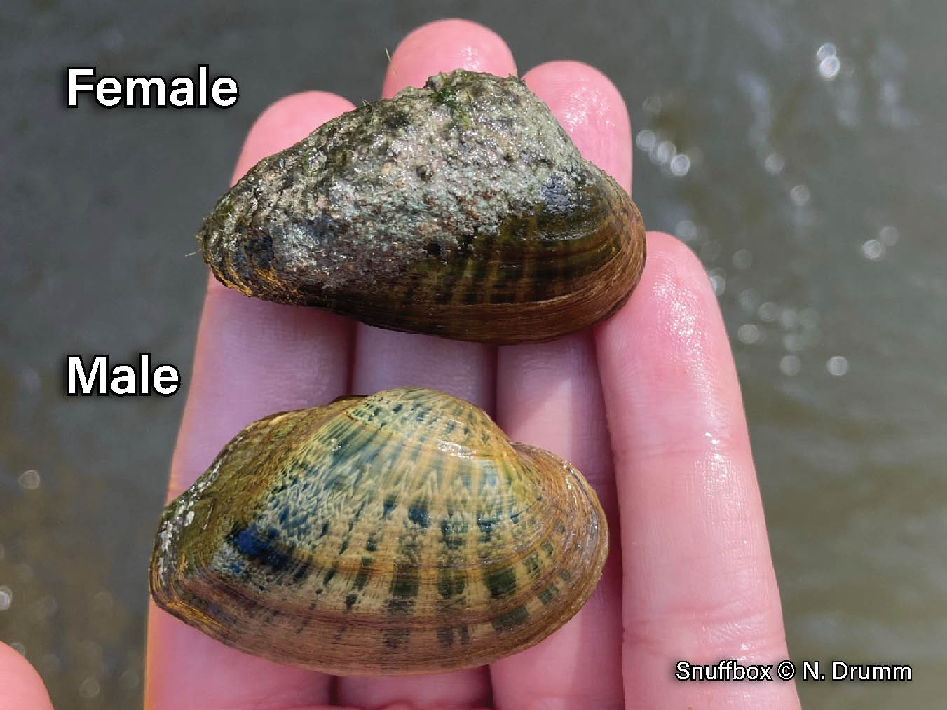 Picture of a female (top) and male (bottom) Snuffbox mussel, a small, triangular mussel with an inflated shell that has a posterior ridge and is yellowish-brown with green rays that look like dripping paint. The female is more elongate than the male.