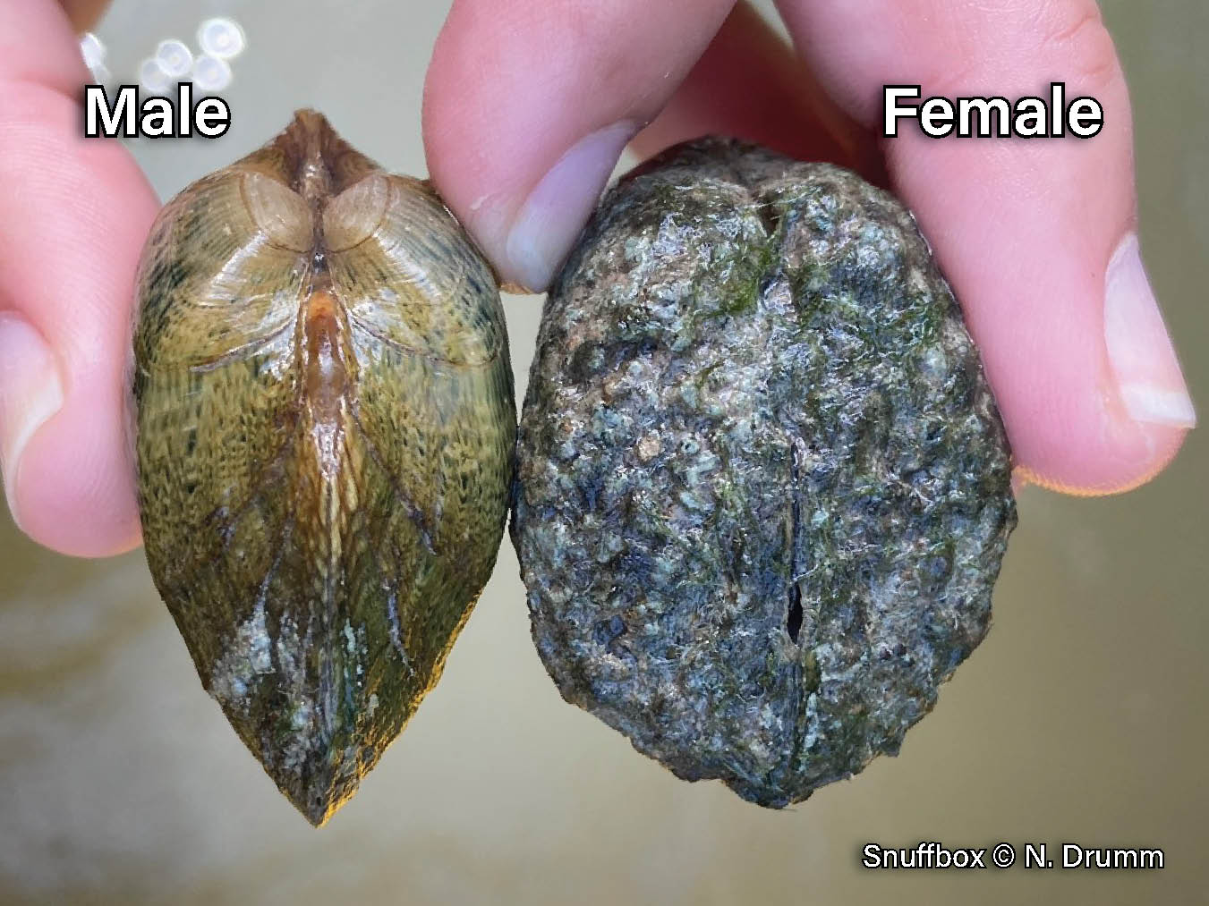 Picture of a male (left) and female (right) Snuffbox mussel, a small, triangular mussel with an inflated shell that has a posterior ridge and is yellowish-brown with green rays that look like dripping paint. The female is more inflated than the male.