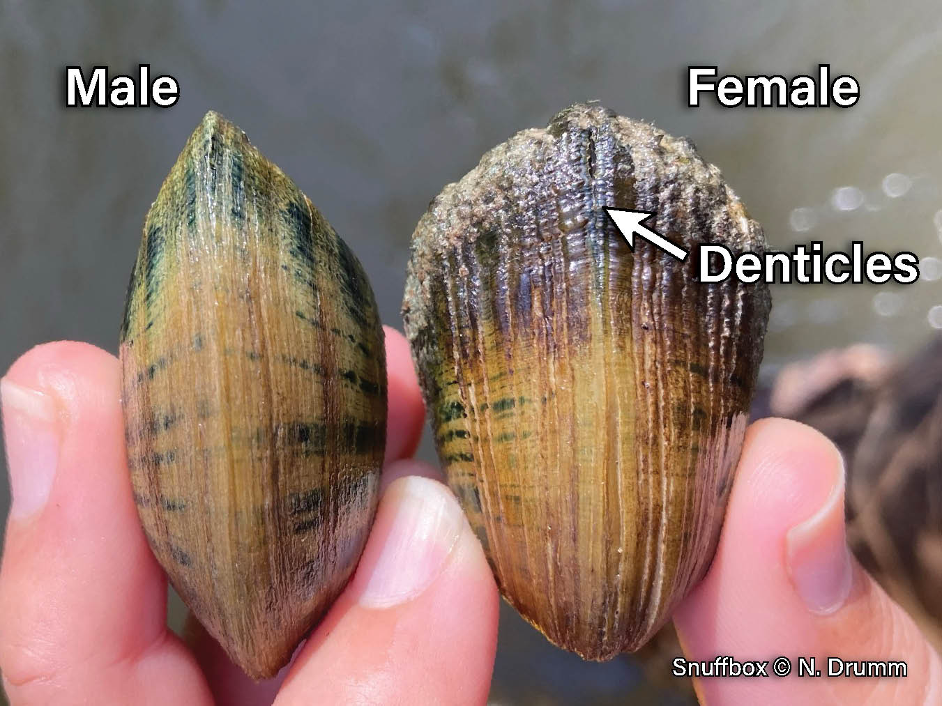 Picture of a male (left) and female (right) Snuffbox mussel, a small, triangular mussel with an inflated shell that has a posterior ridge and is yellowish-brown with green rays that look like dripping paint. The female is more inflated than the male and has denticles along the ventral margin.