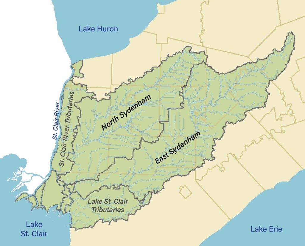 Pugnose Minnow – Sydenham River Watershed